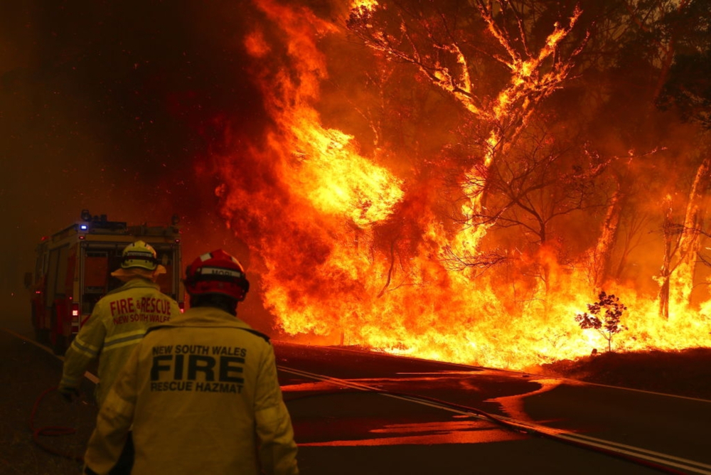 Эксперты опасаются, что в австралийских пожарах могли погибнуть триллионы животных