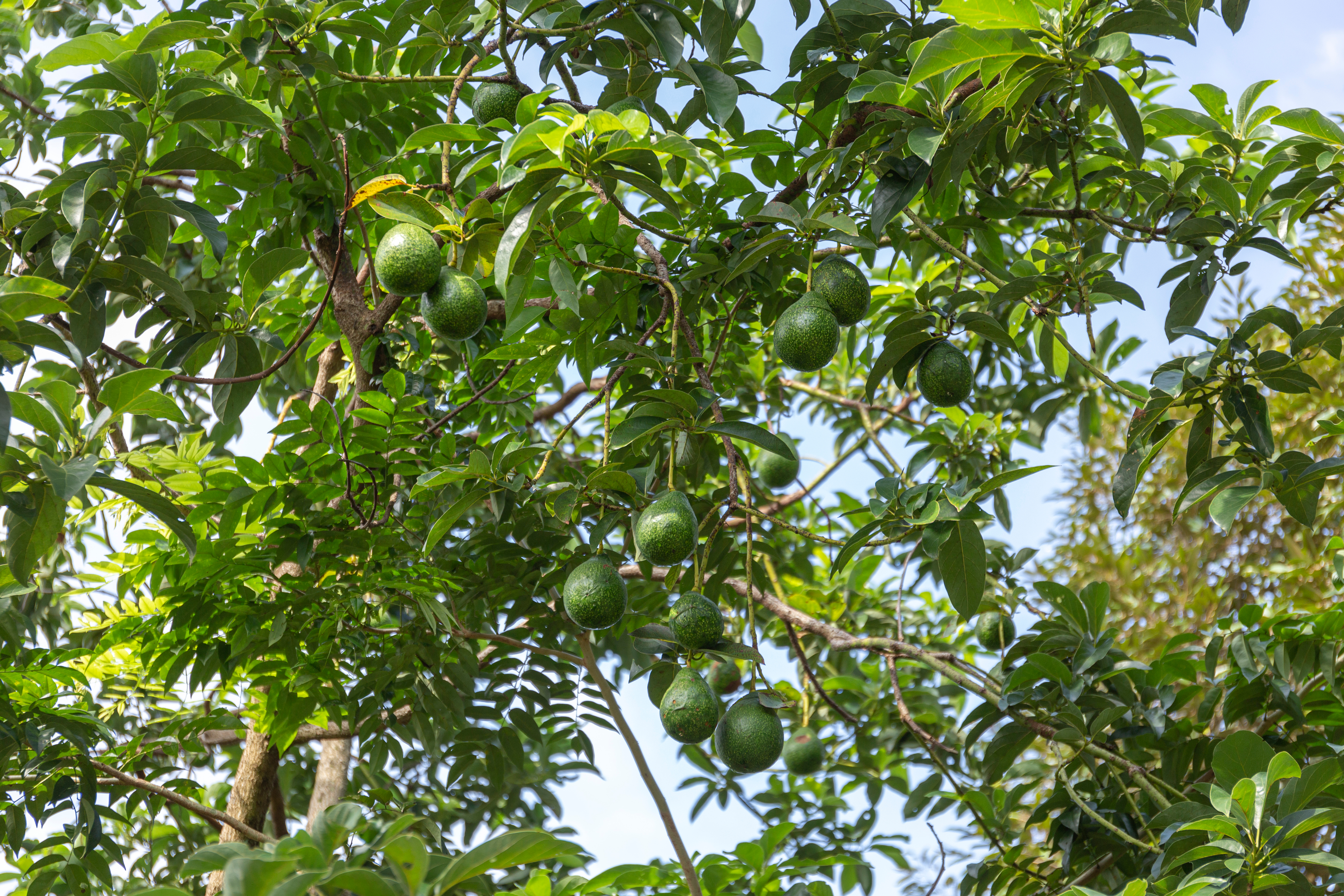 Устойчиво ли авокадо? Каковы последствия производства авокадо?