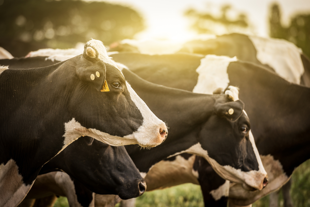 Фермеры с молочных ферм отказываются от 6000 фунтов стерлингов за возможность снять процесс производства молока в Дании