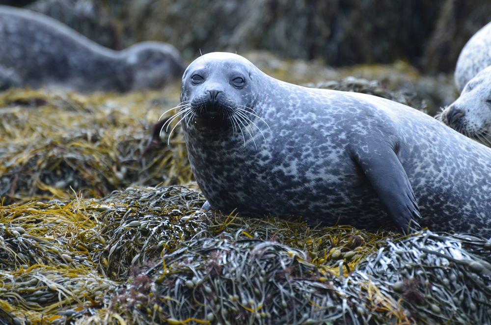 Шотландия запретила отстрел тюленей