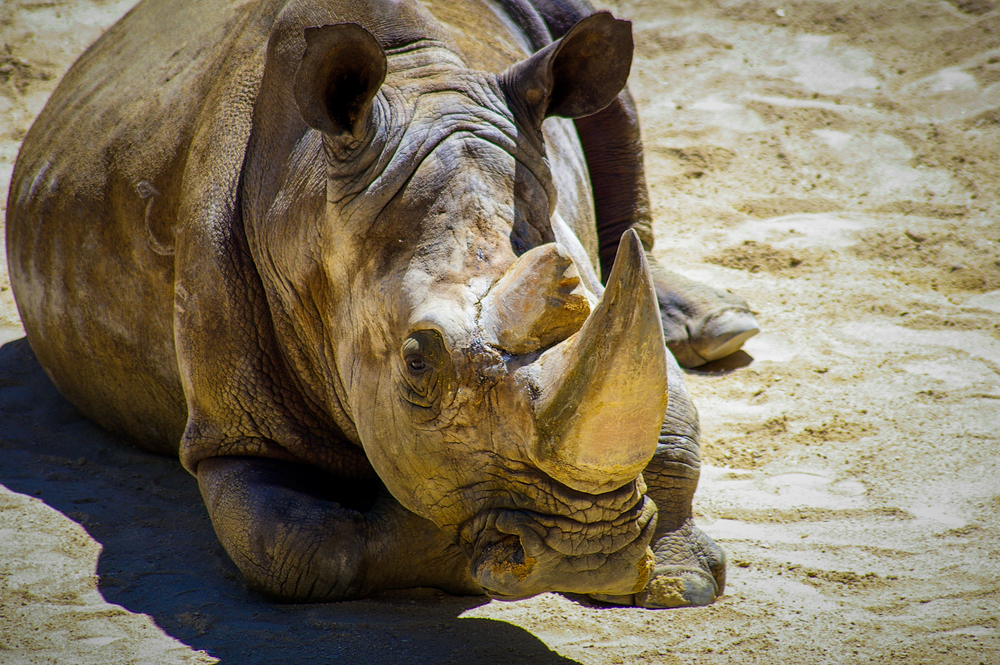В Малайзии больше не осталось суматранских носорогов