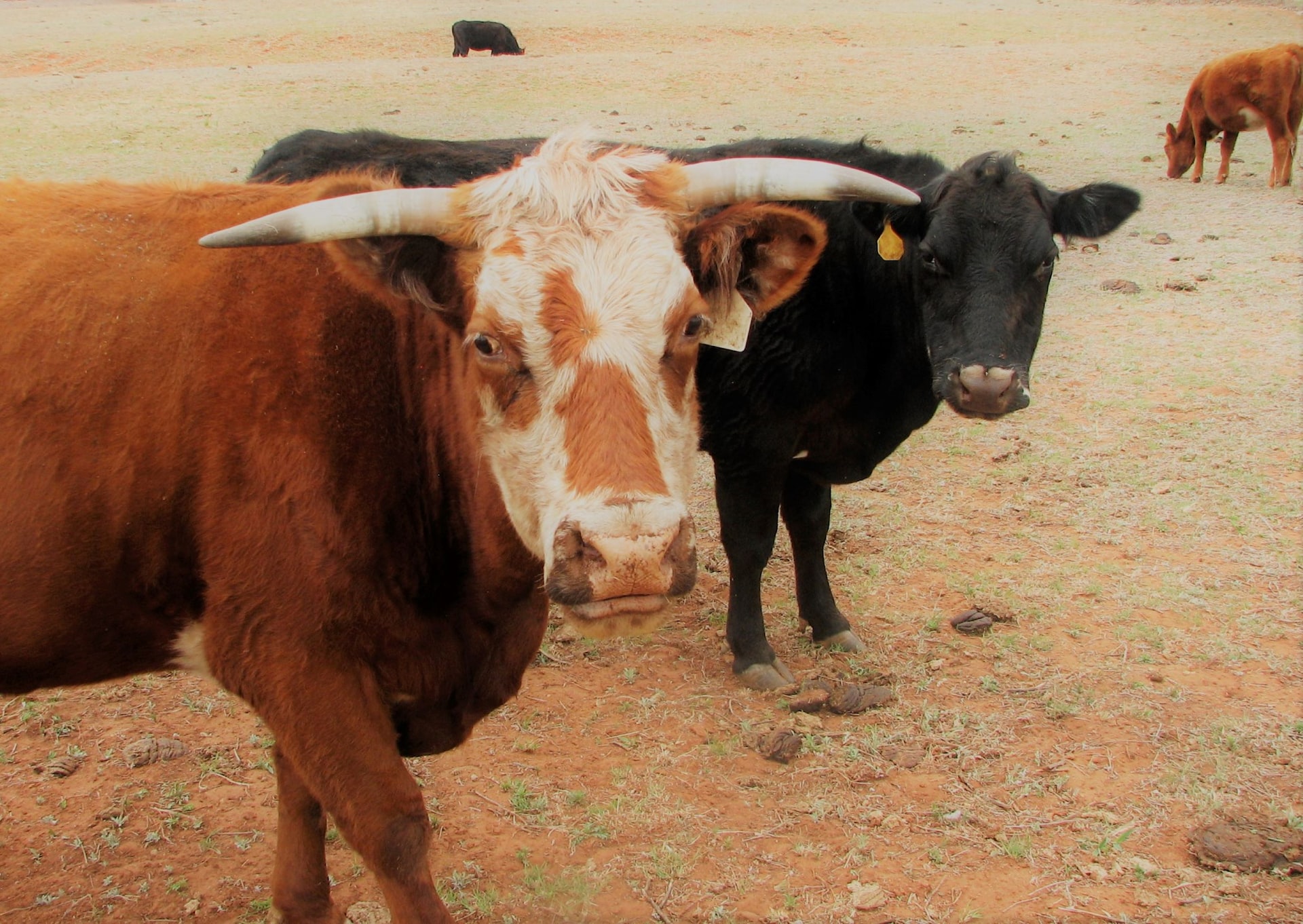 В Колумбии открылся первый в мире приют для спасенных от корриды быков