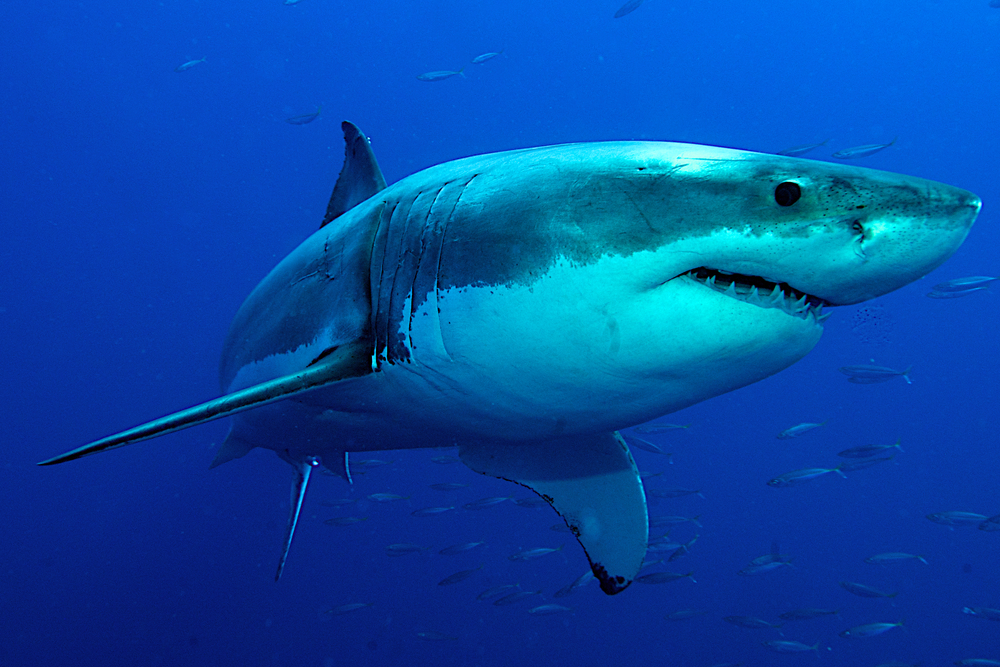 Тайвань вводит запрет на отлов нескольких видов акул