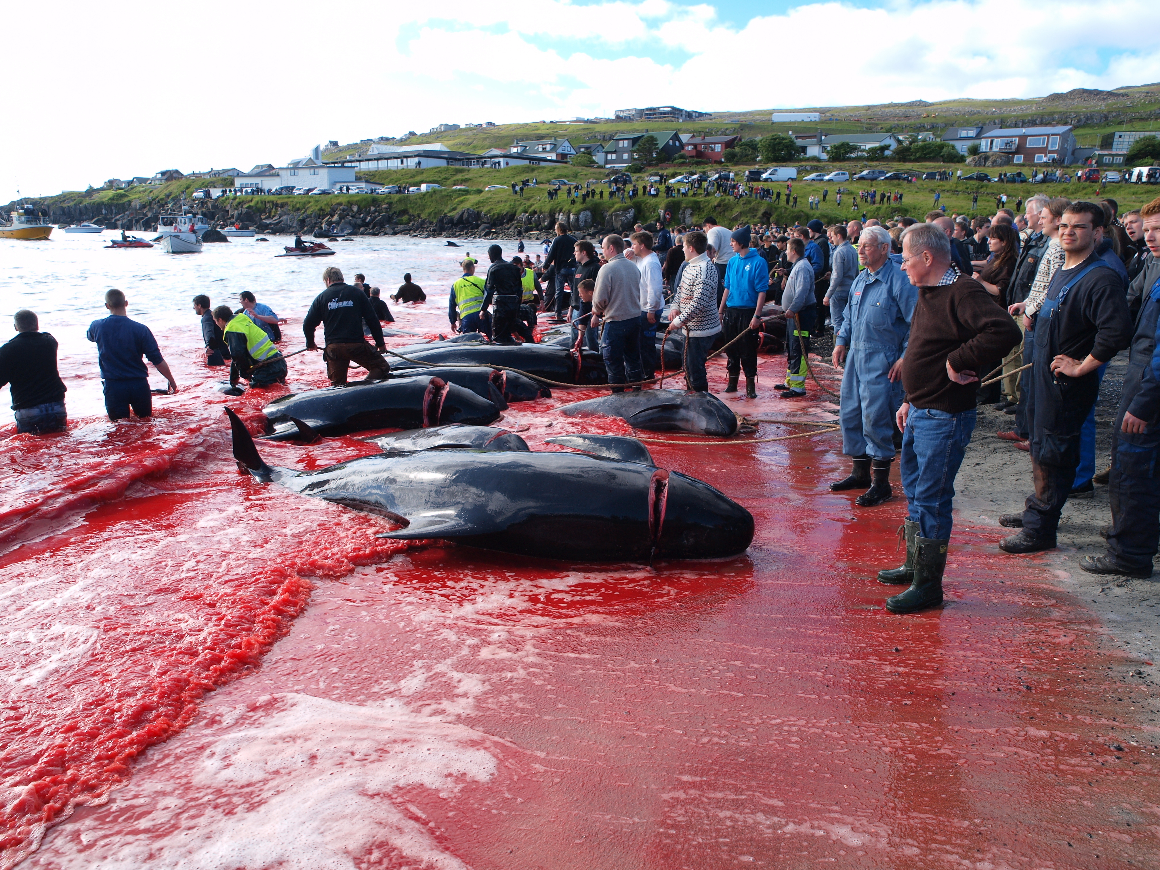 Другая сторона Фарерских островов: красивые острова, варварская охота на китов