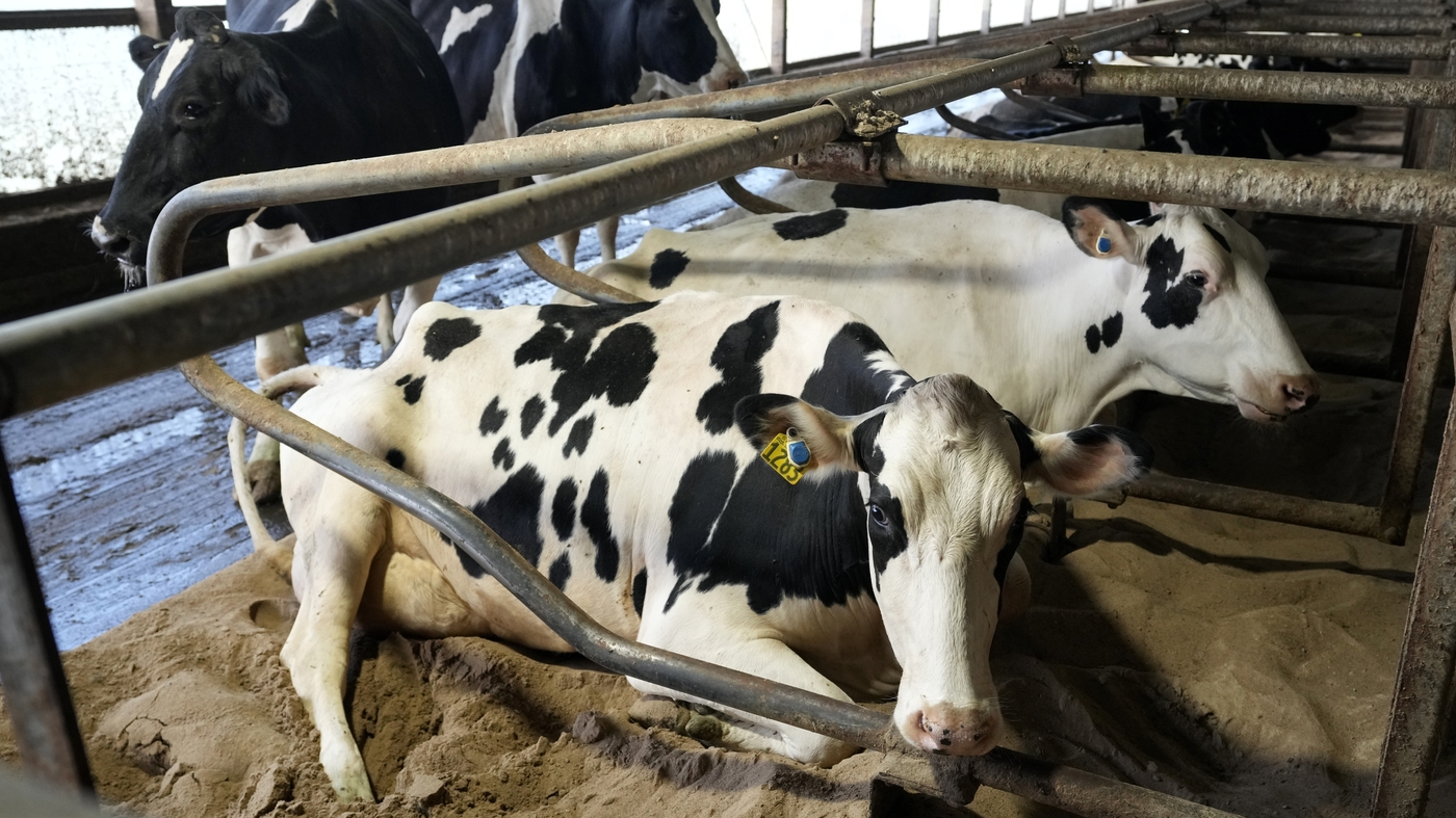 У коров на фермах в США обнаружено заражение птичьим гриппом