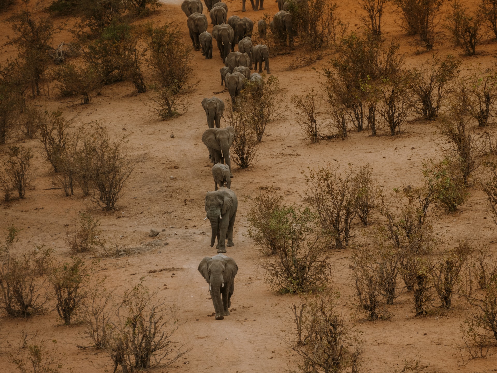 Зимбабве переселяет 2500 диких животных из-за климатического кризиса