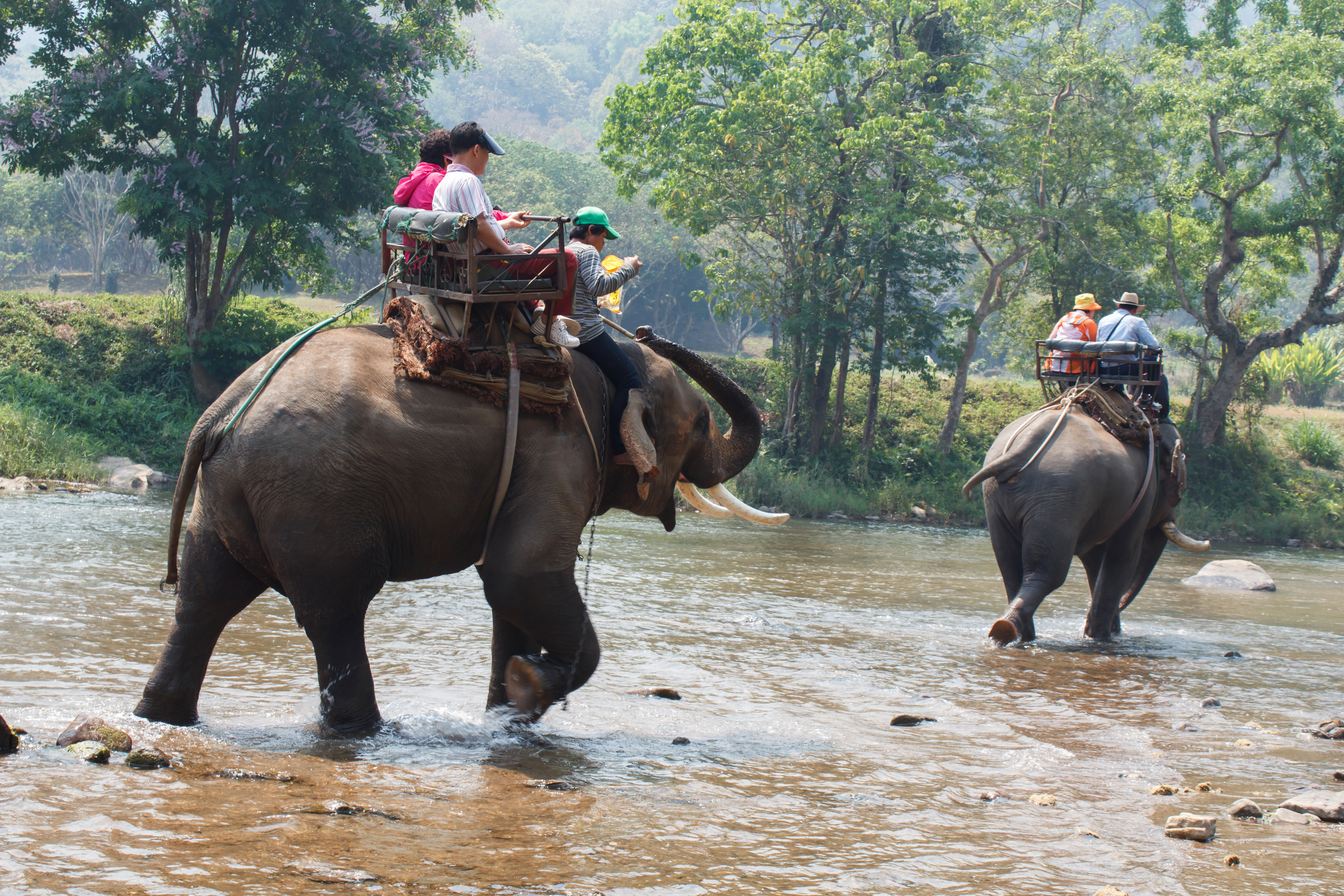 Ангкор Ват запрещает катание на слонах