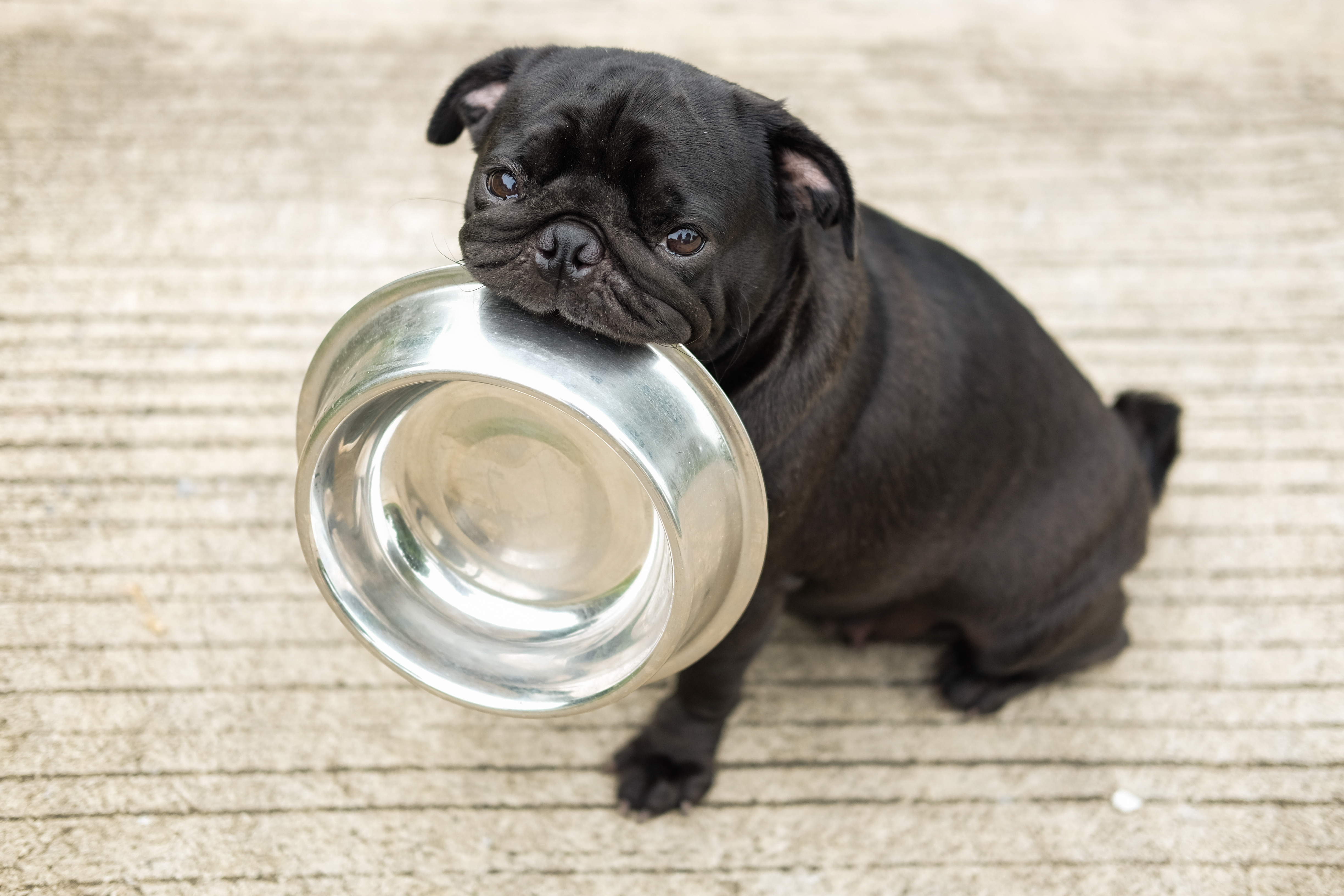 Биотехнологический стартап представил высокопротеиновый собачий корм без мяса