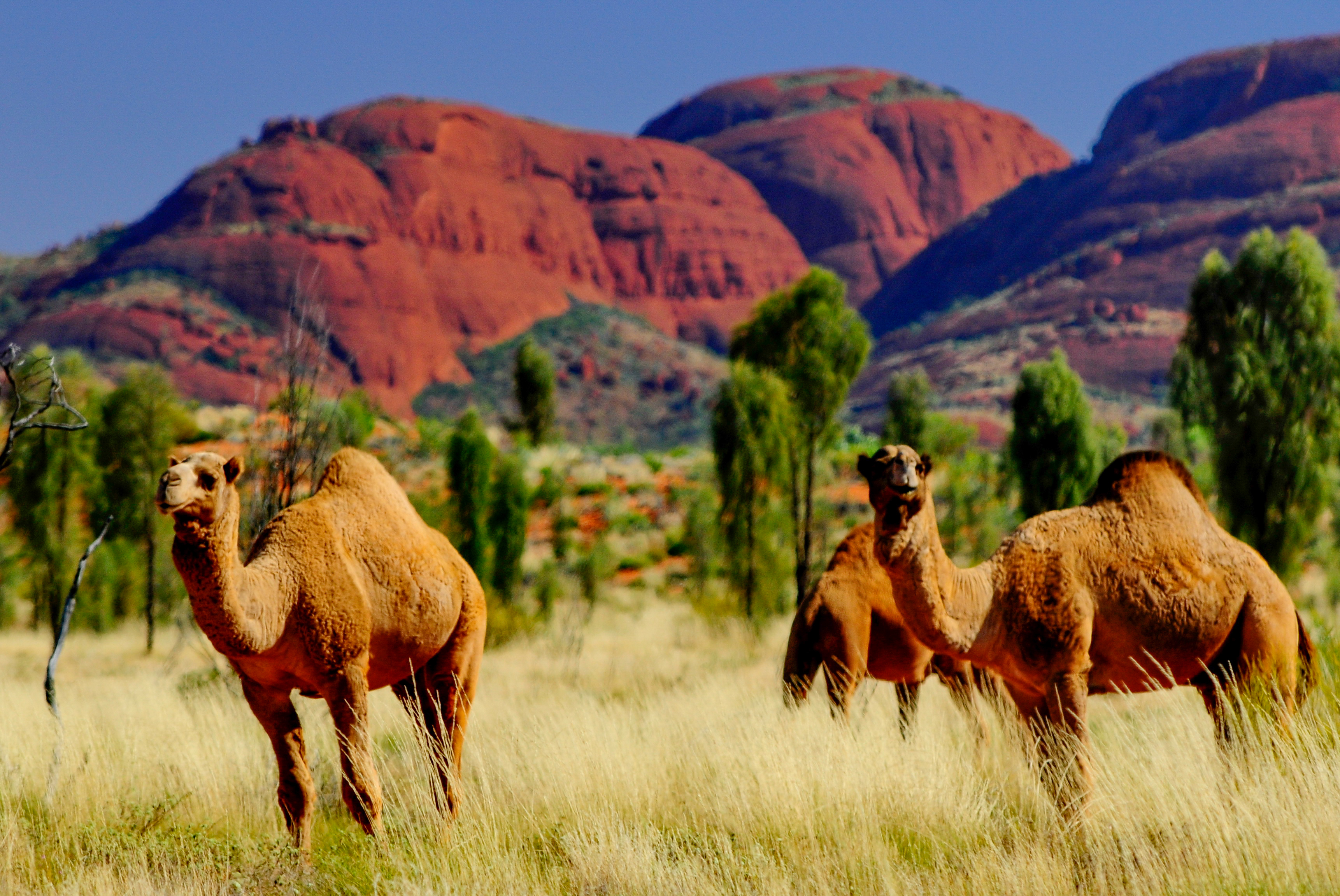 Больше 10 000 верблюдов должны быть убиты в Австралии из-за того, что они пьют слишком много воды