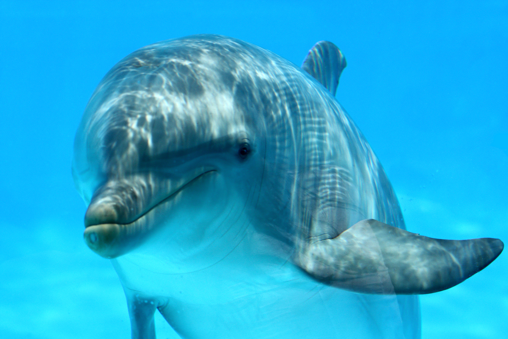 В Японии умер самый одинокий в мире дельфин