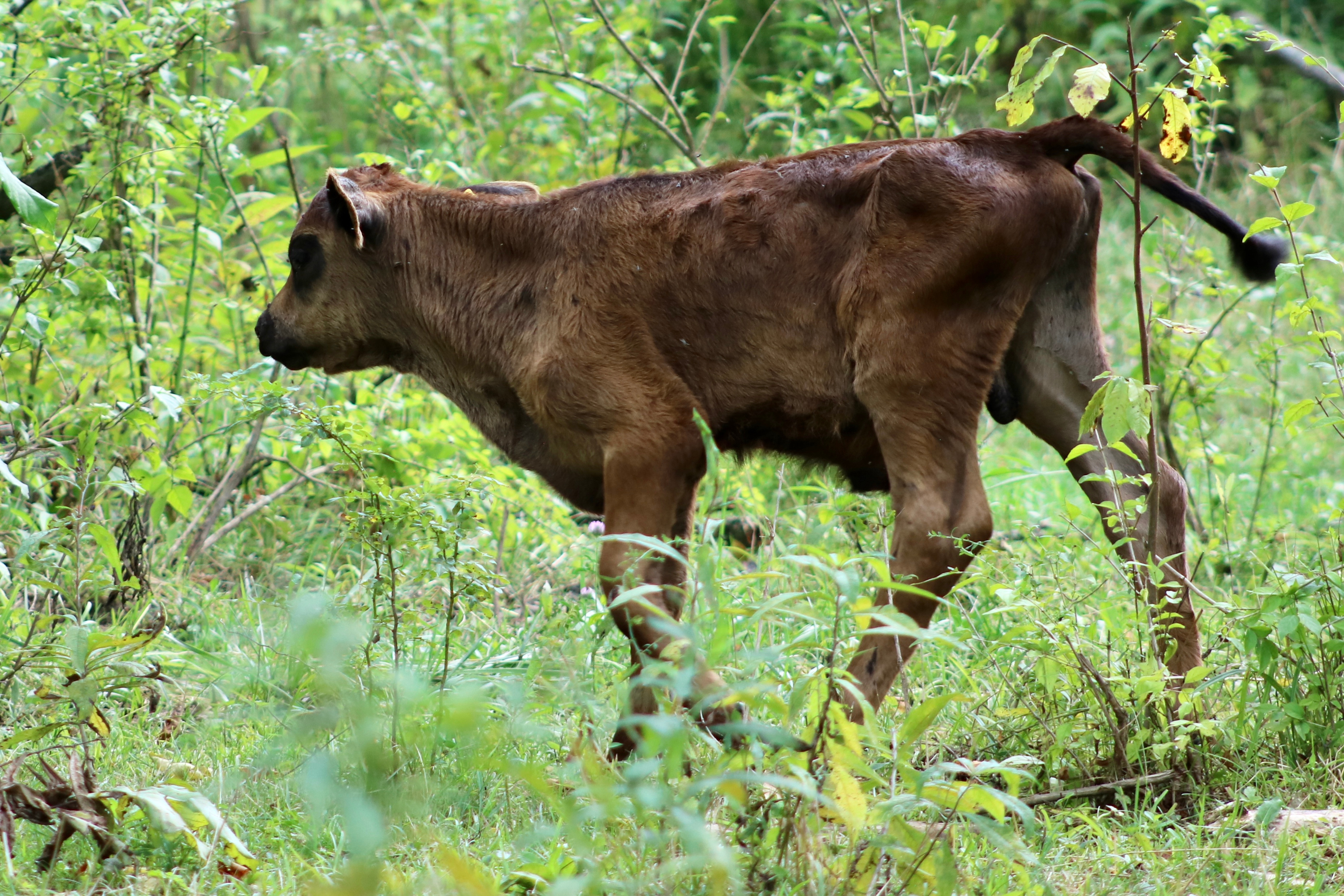 Эта удивительная корова избежала убоя… и жила в лесу в стаде оленей целый год!