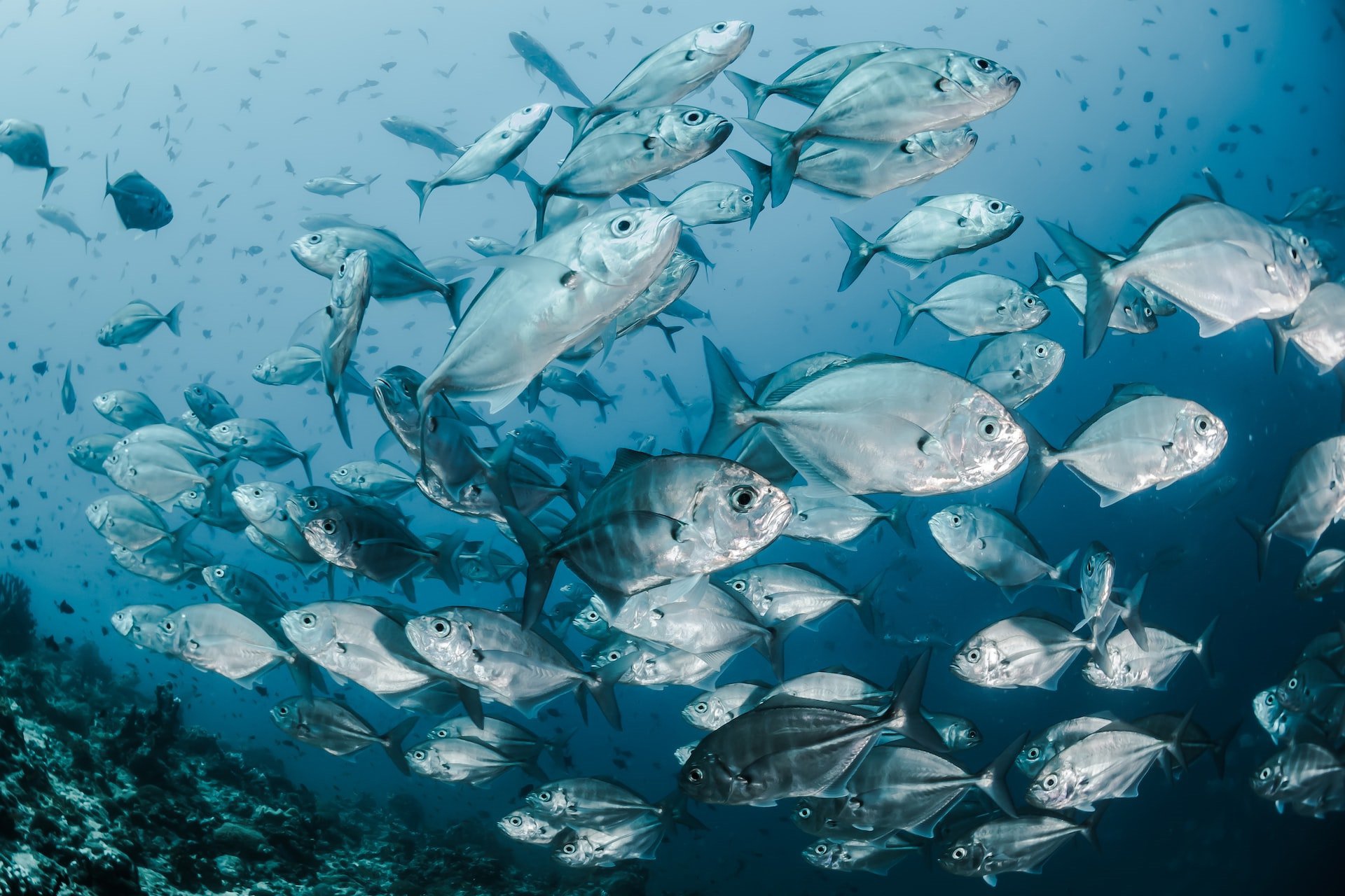 Калифорния может прекратить тестирования на гибель рыбы