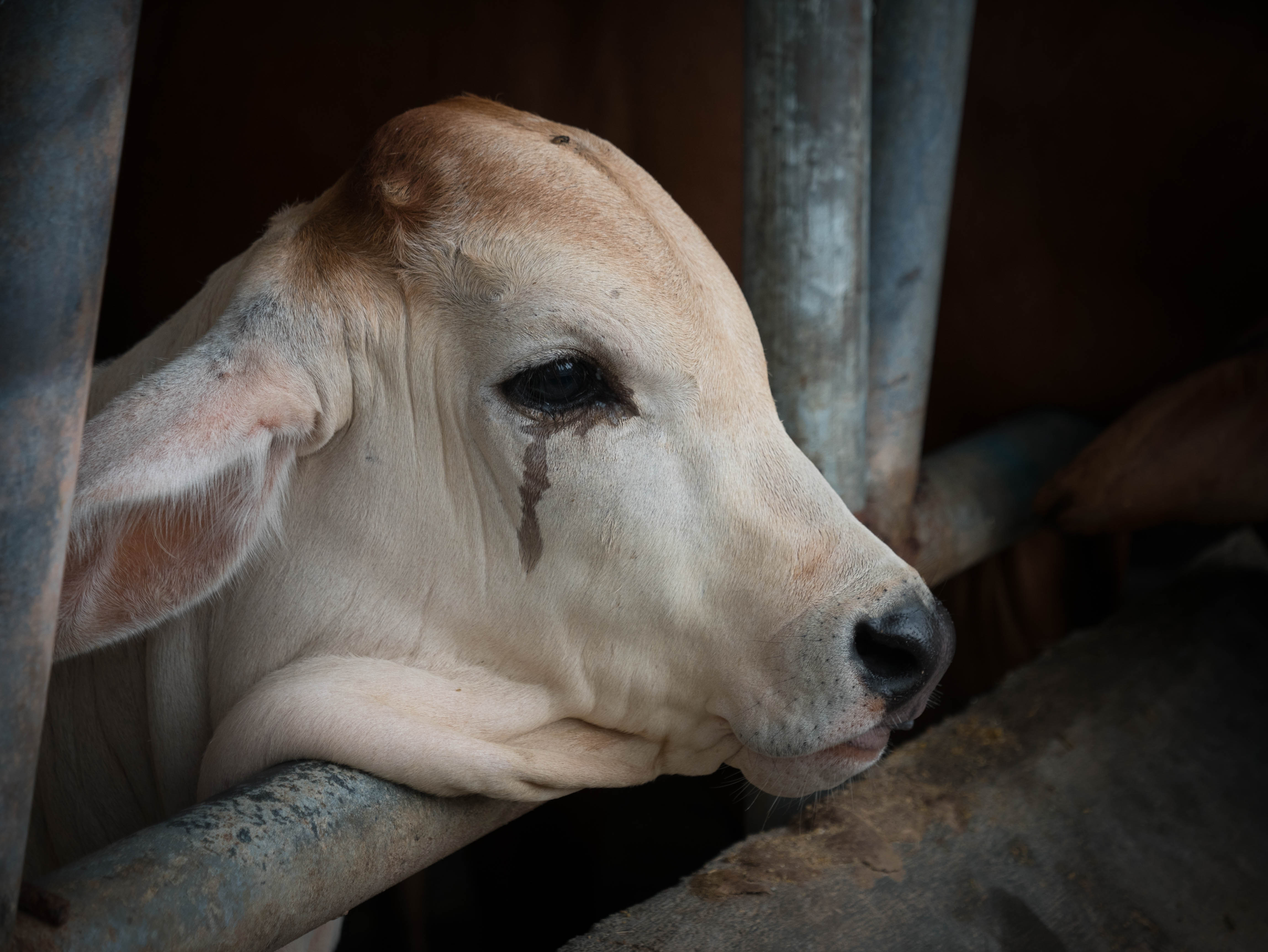 14 неприятных фактов, которые мясная индустрия не хотела бы, чтобы вы знали