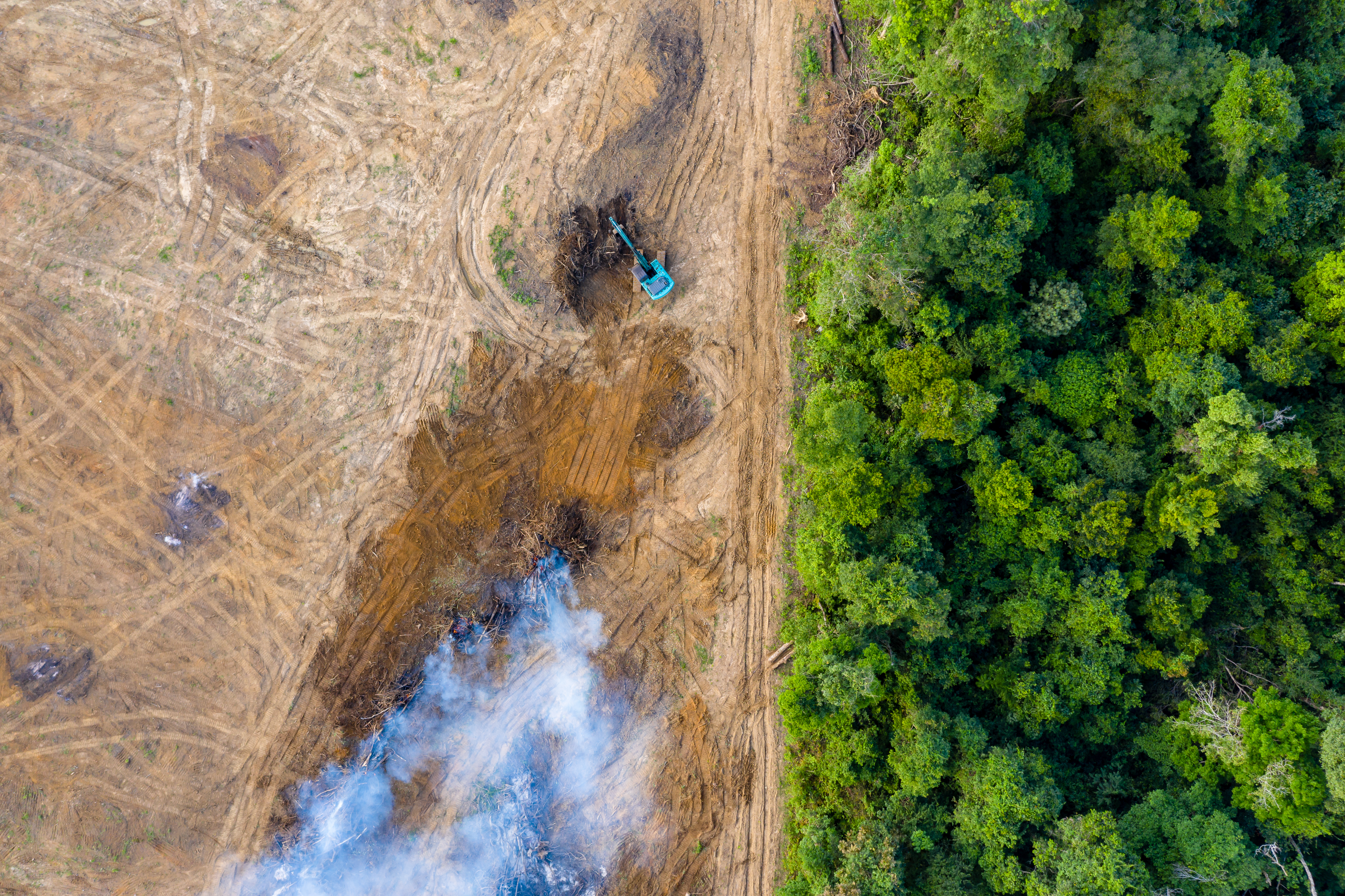 Леонардо ДиКаприо призывает отказываться от говядины, чтобы остановить вырубку амазонских лесов