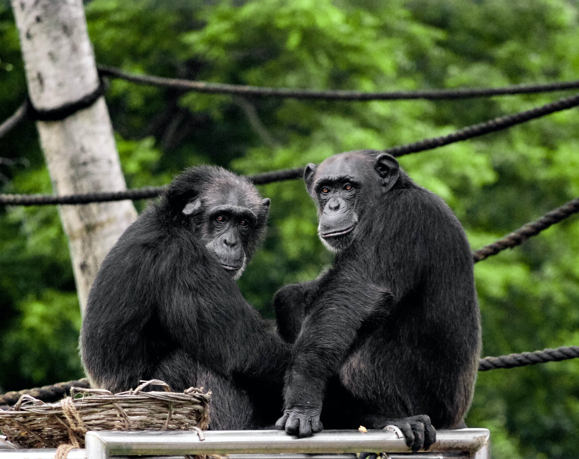 4 шимпанзе застрелены после побега из зоопарка в Швеции