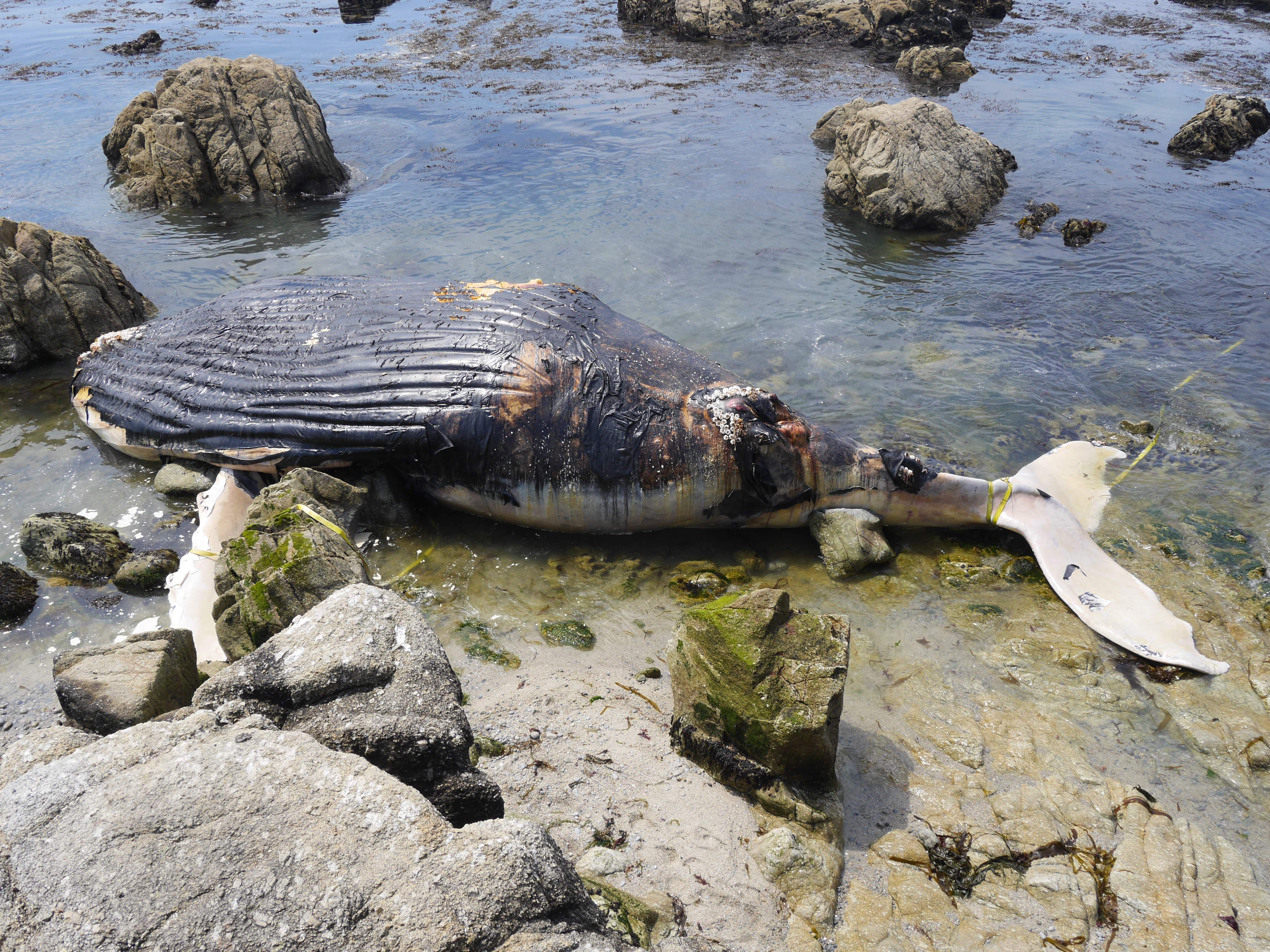 Беременная самка кита выбросилась на берег Италии: 22 кг пластика внутри и мертвый эмбрион