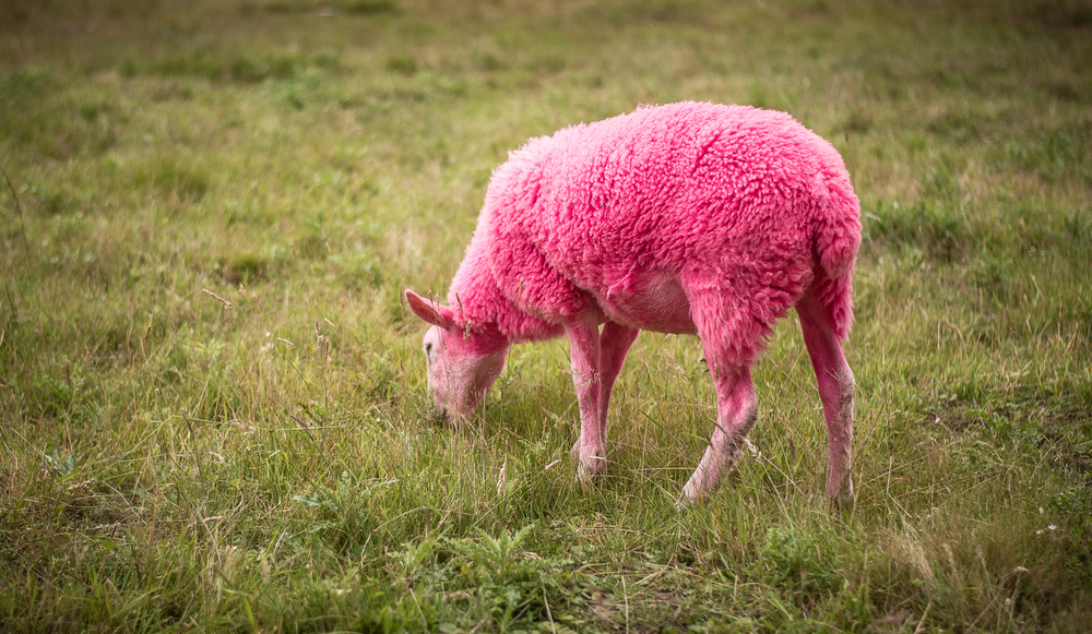 Британский музыкальный фестиваль раскритикован за окрашивание овец