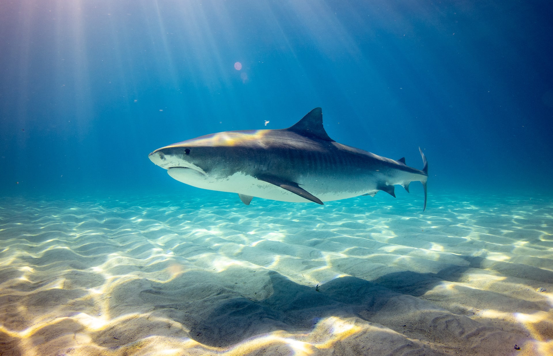 Более миллиона человек проголосовали за запрет торговли акульими плавниками в Европе