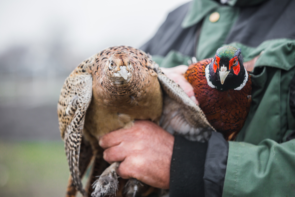 Веганские активисты освободили 9000 фазанов с британской игровой фермы