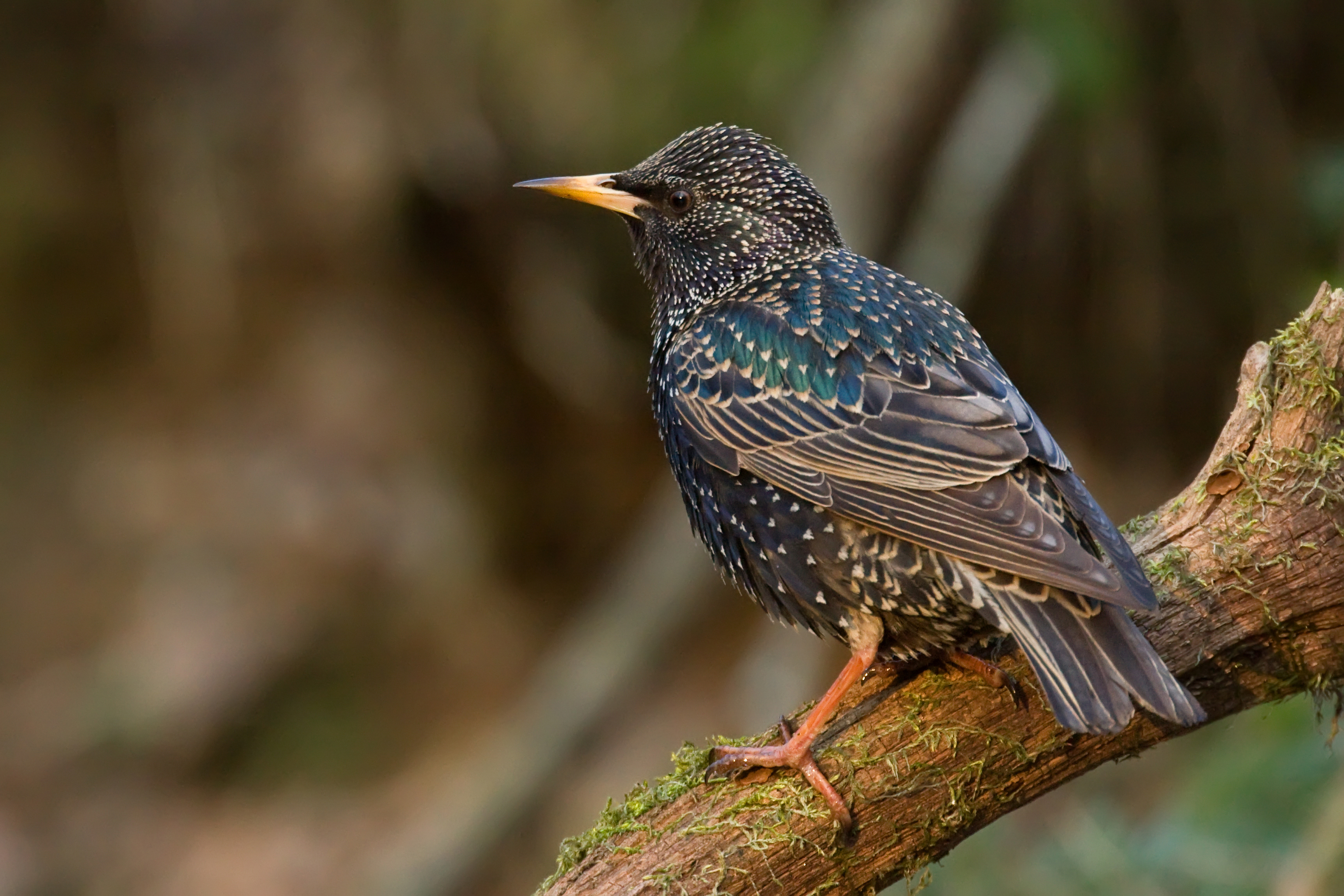 До свидания, птички: почти 3 миллиарда птиц исчезли с небес Северной Америки менее чем за 50 лет