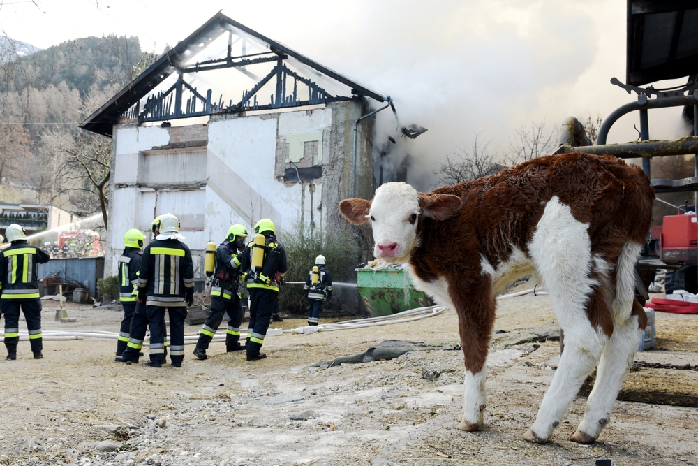 Сотни коров погибли в пожаре на ферме в Канаде
