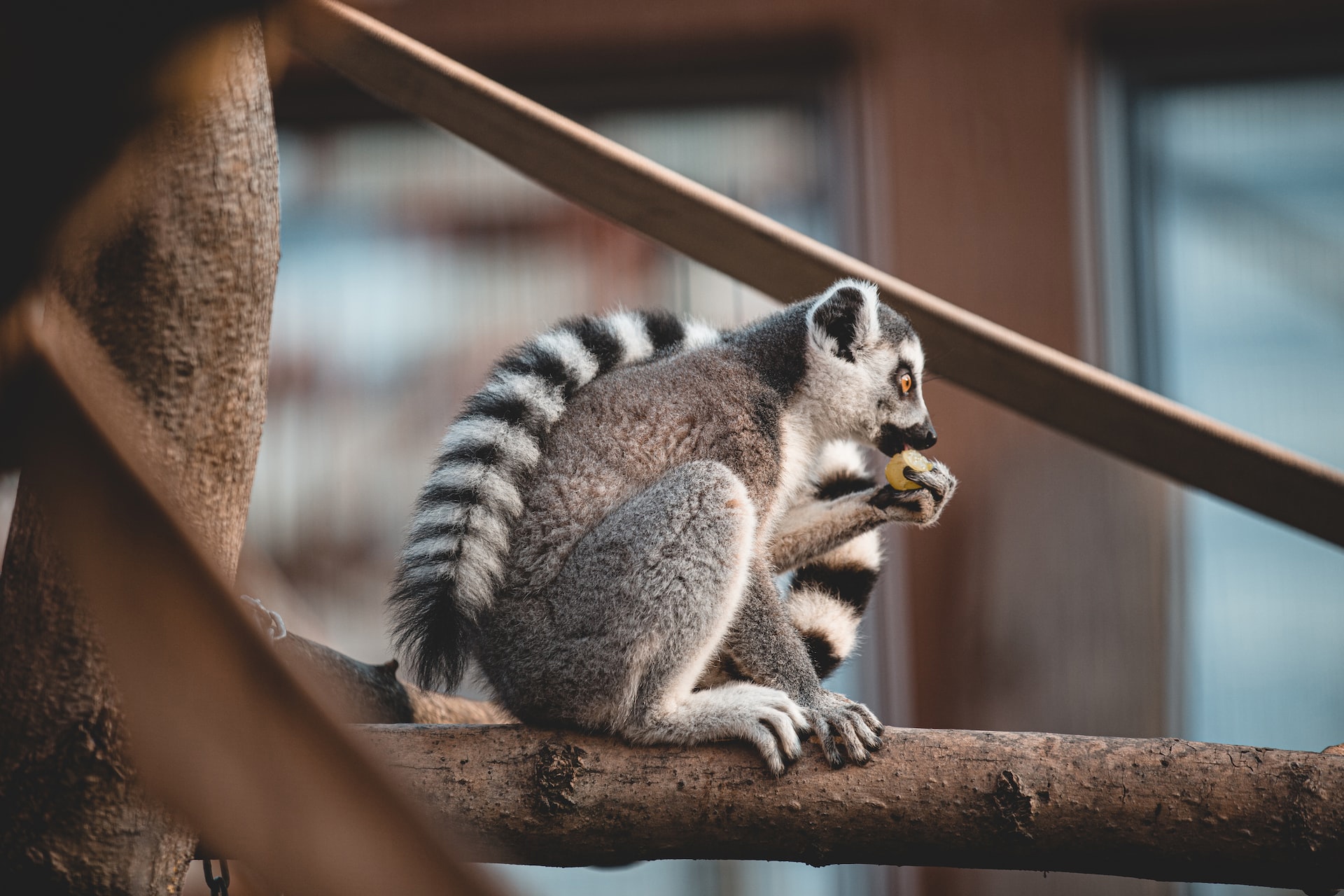 В Мадагаскарском зоопарке случилась вспышка туберкулеза среди животных