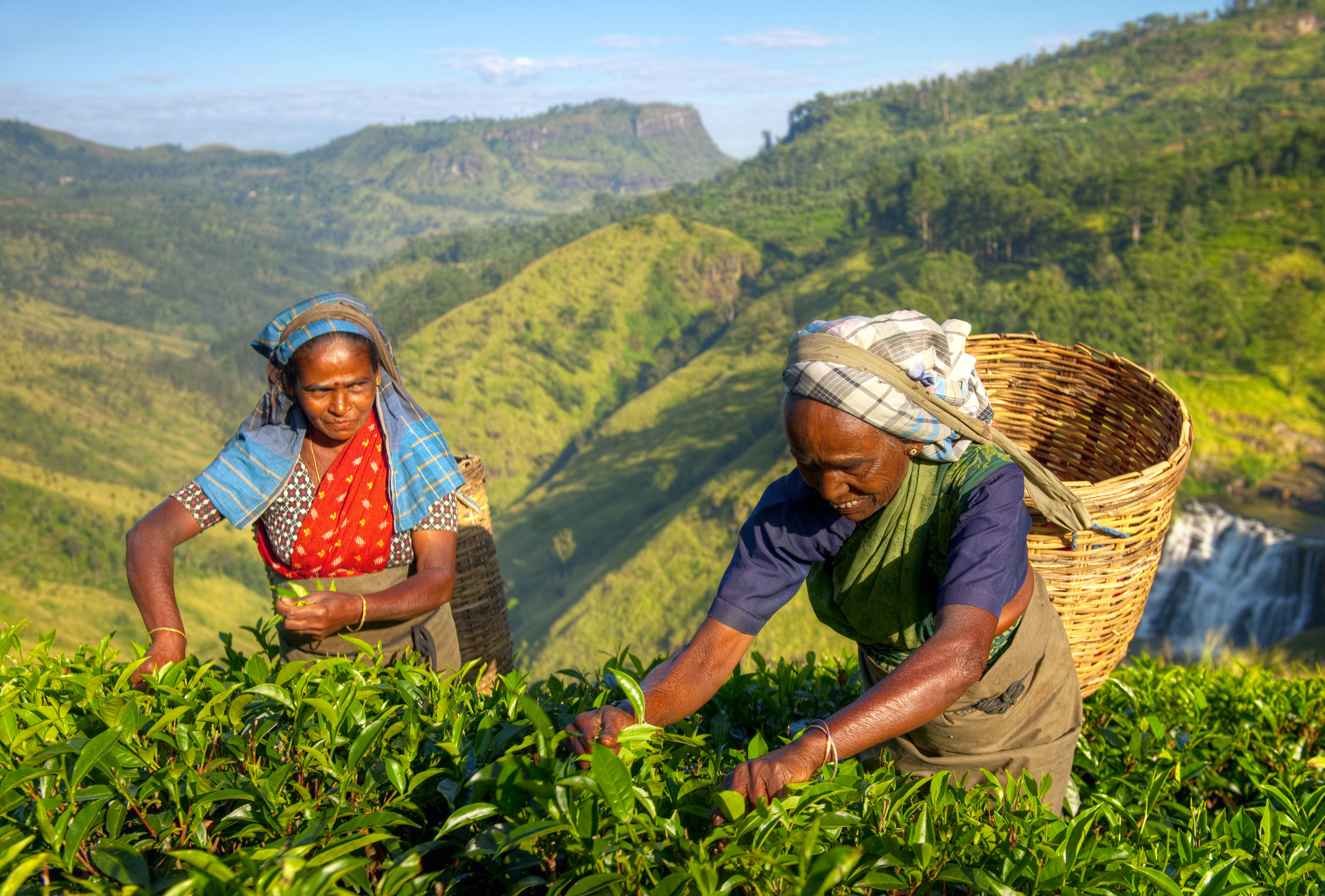 Шри ланка специализация. Шри Ланка плантации чая. Чайные плантации Индии женщины. Цейлонский чай Шри Ланка. Цейлонский чай на Шри Ланке.