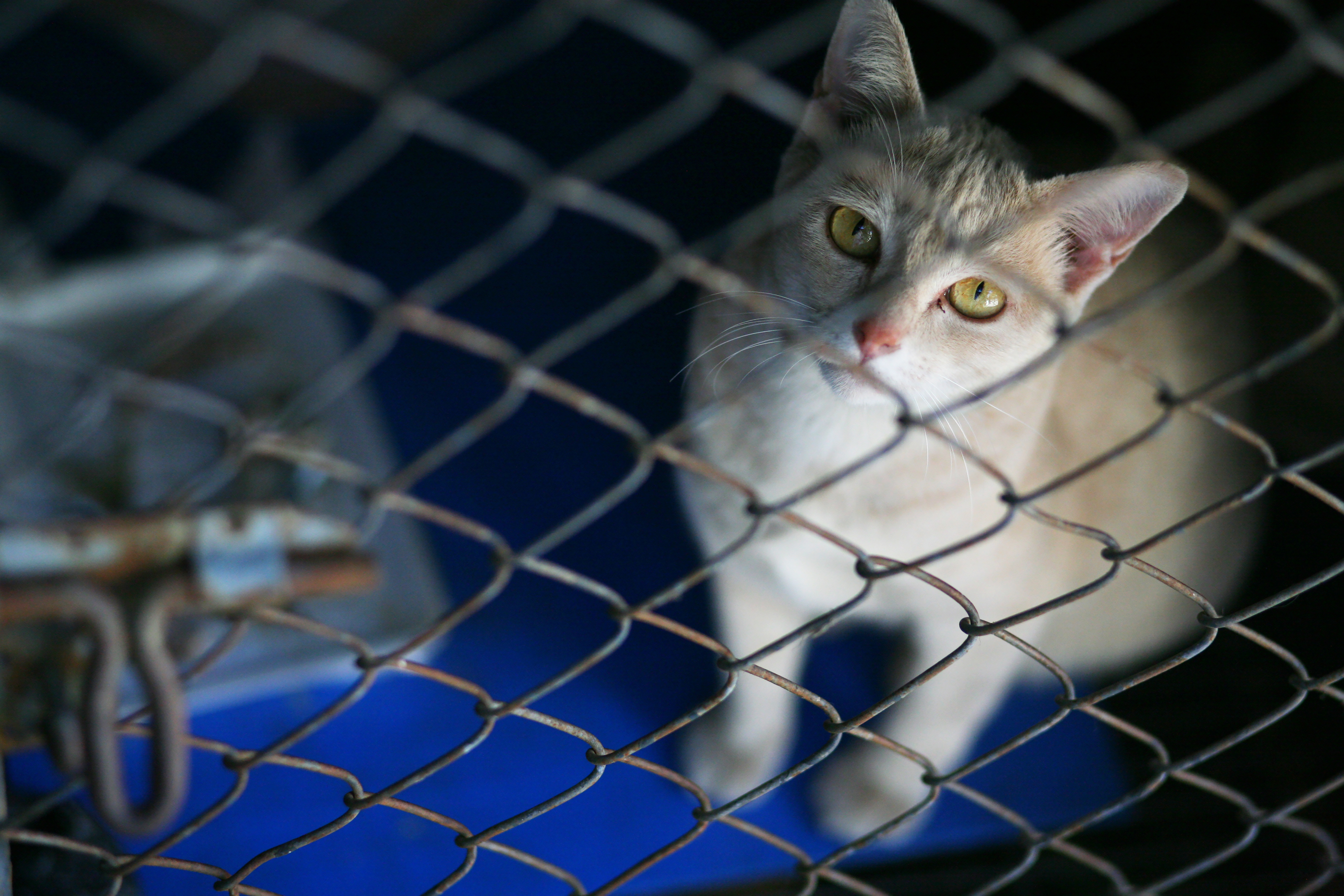 Сотни кошек спасены от торговли кошачьим мясом в Китае