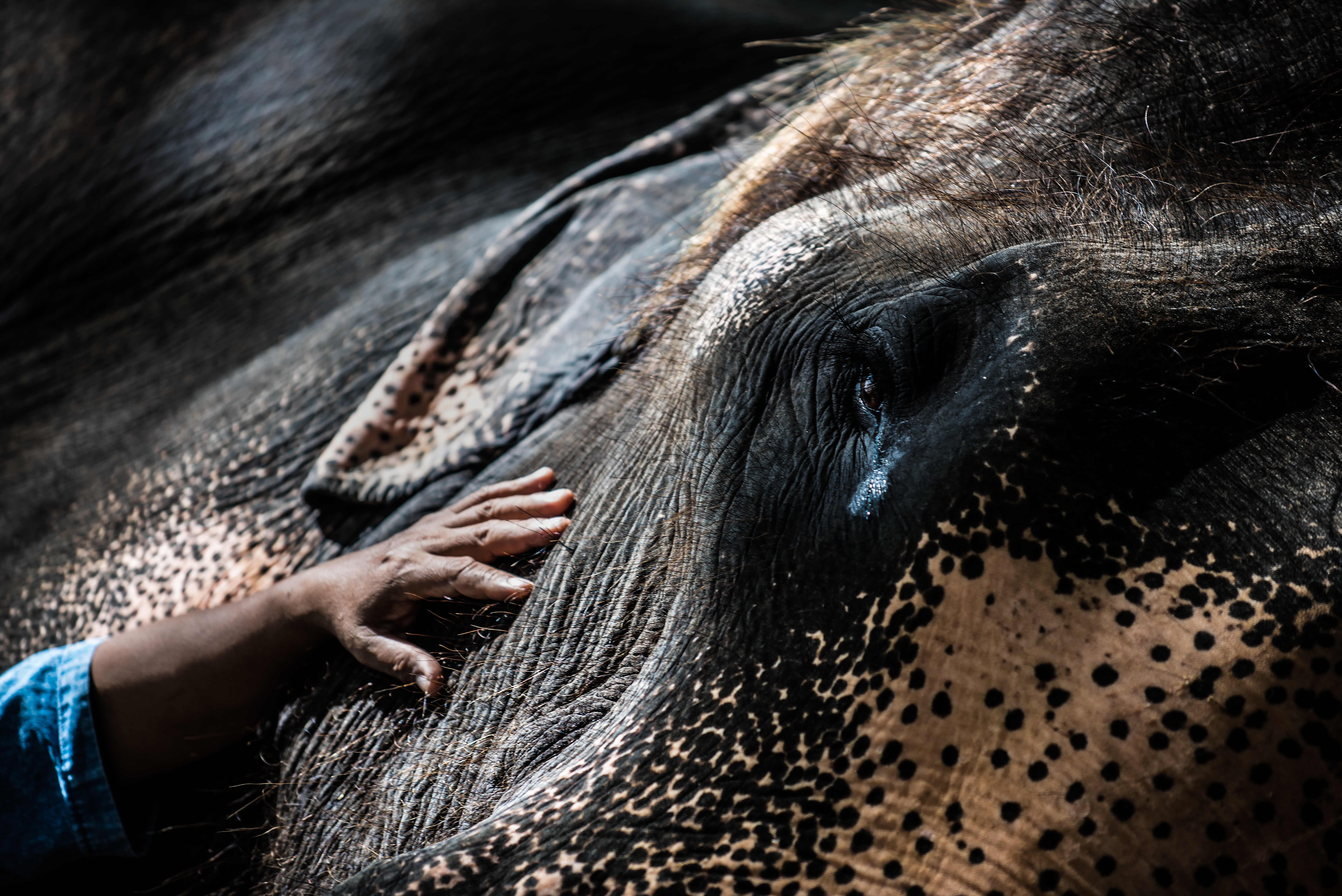 Первая в Индии больница для слонов лечит беспризорных, больных и раненых животных