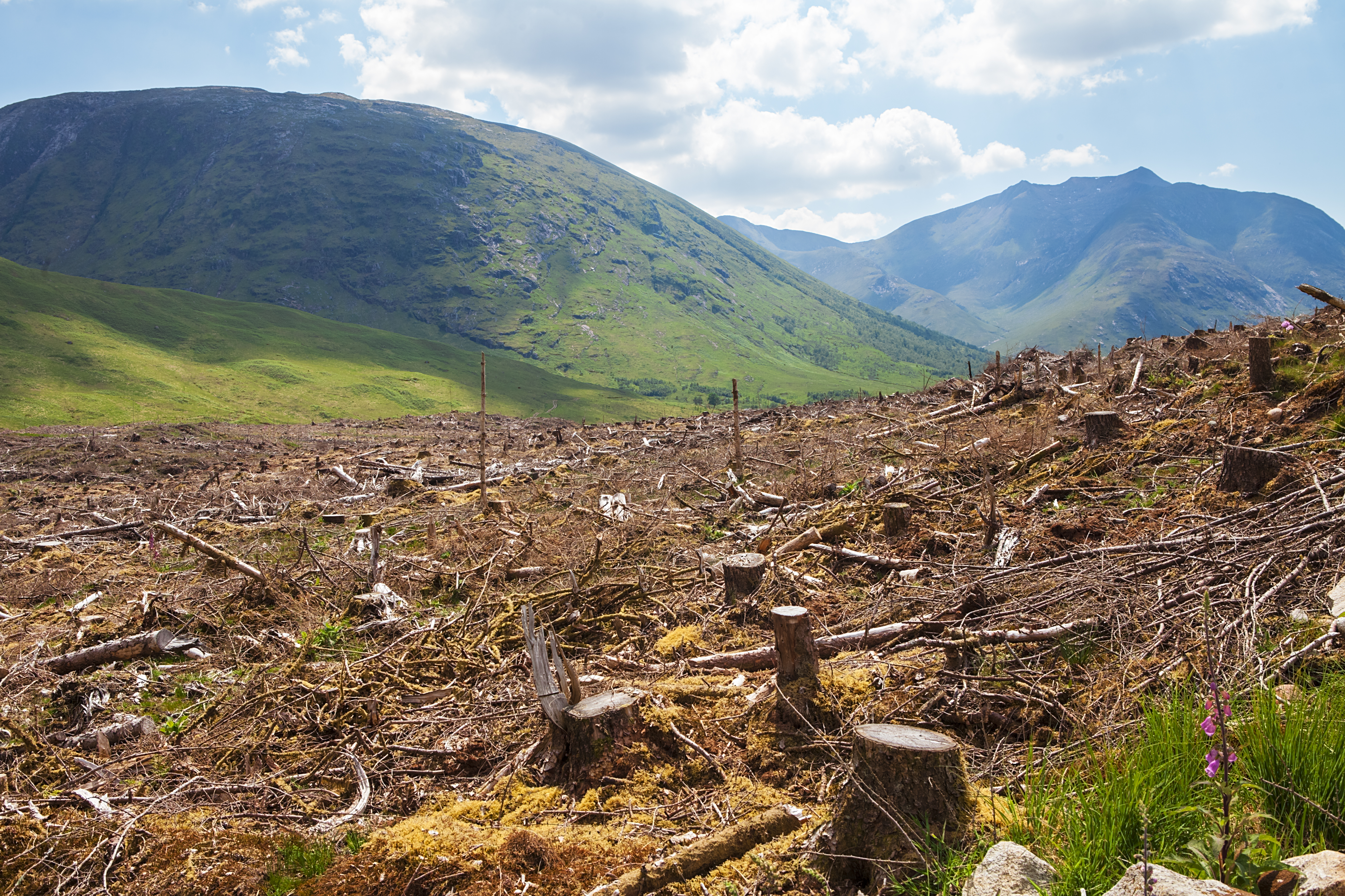 Последствия вырубки лесов и важная роль деревьев