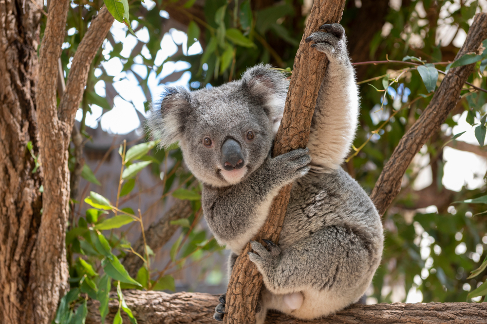 Защитники животных призывают правительство Австралии признать коал вымирающим видом 