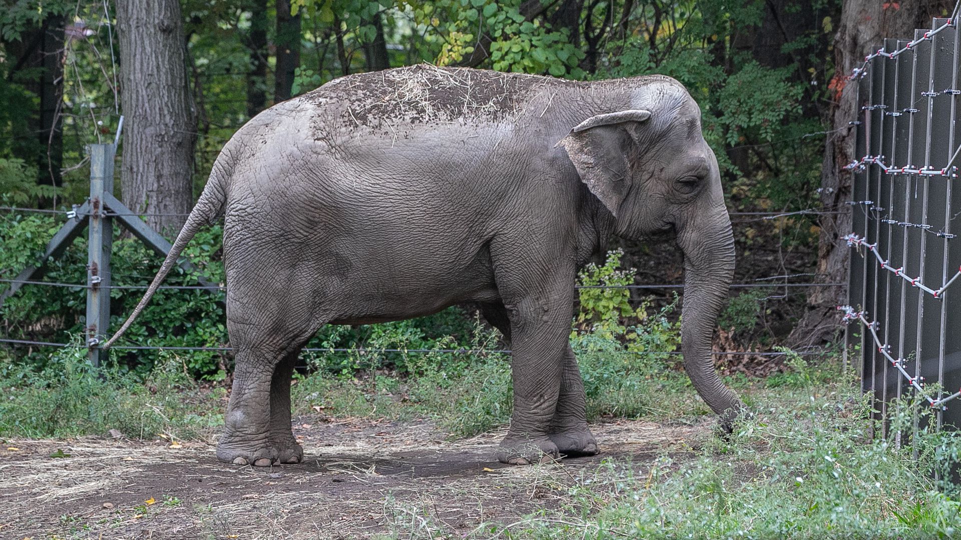 Слониху Хэппи не удалось освободить из зоопарка Бронкса