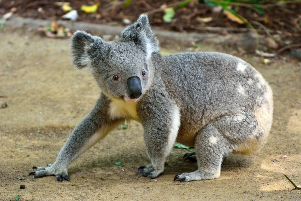 В Австралии женщина спасла коалу из пожара, рискуя своей жизнью