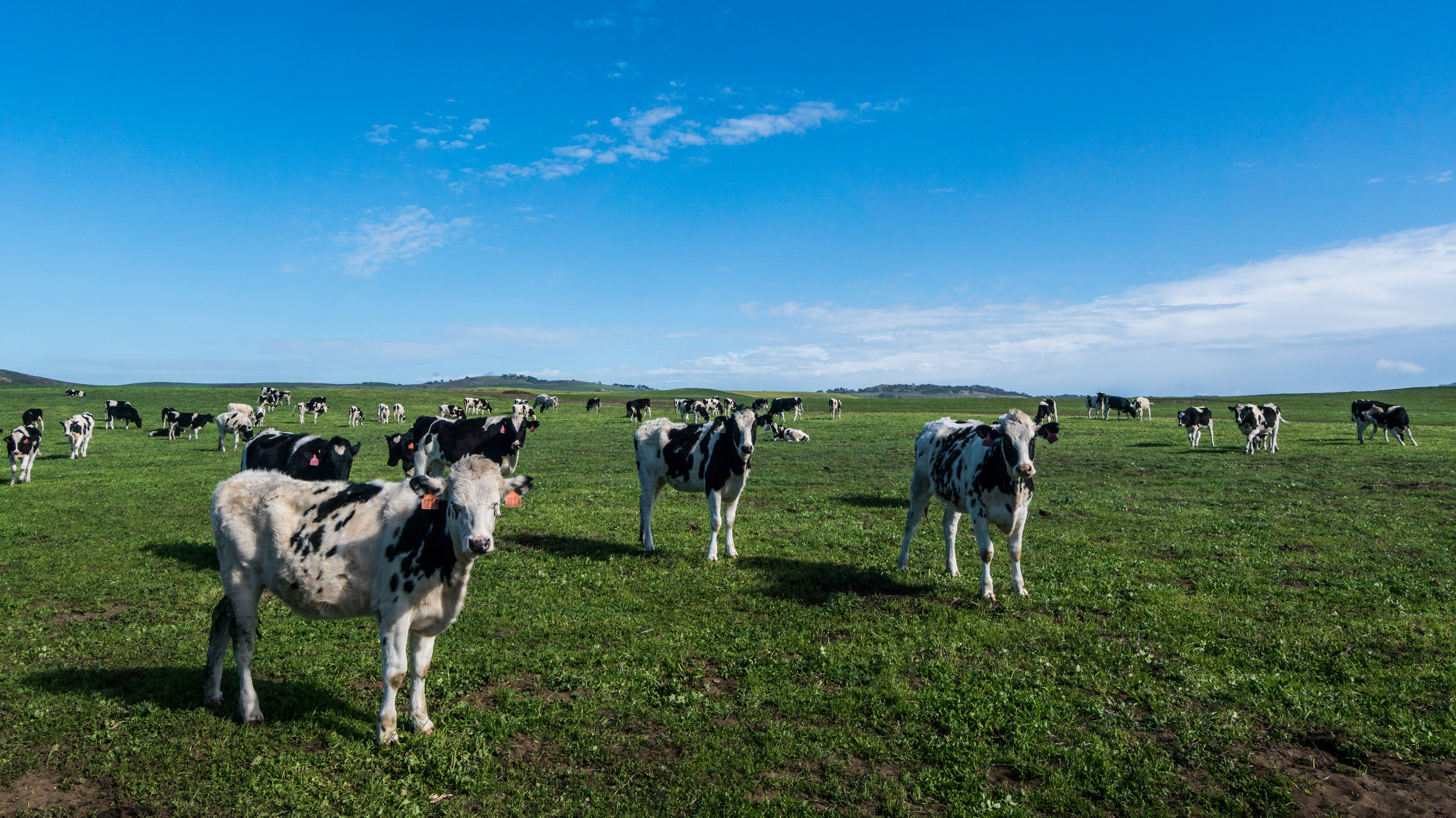 Новейший климатический план Нидерландов: сократить поголовье скота на треть 