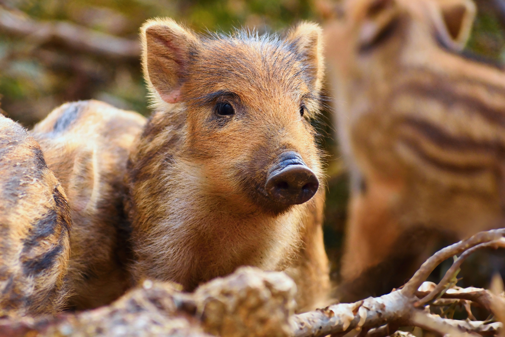 В Турции по опустевшим из-за коронавируса улицам бродят дикие свиньи