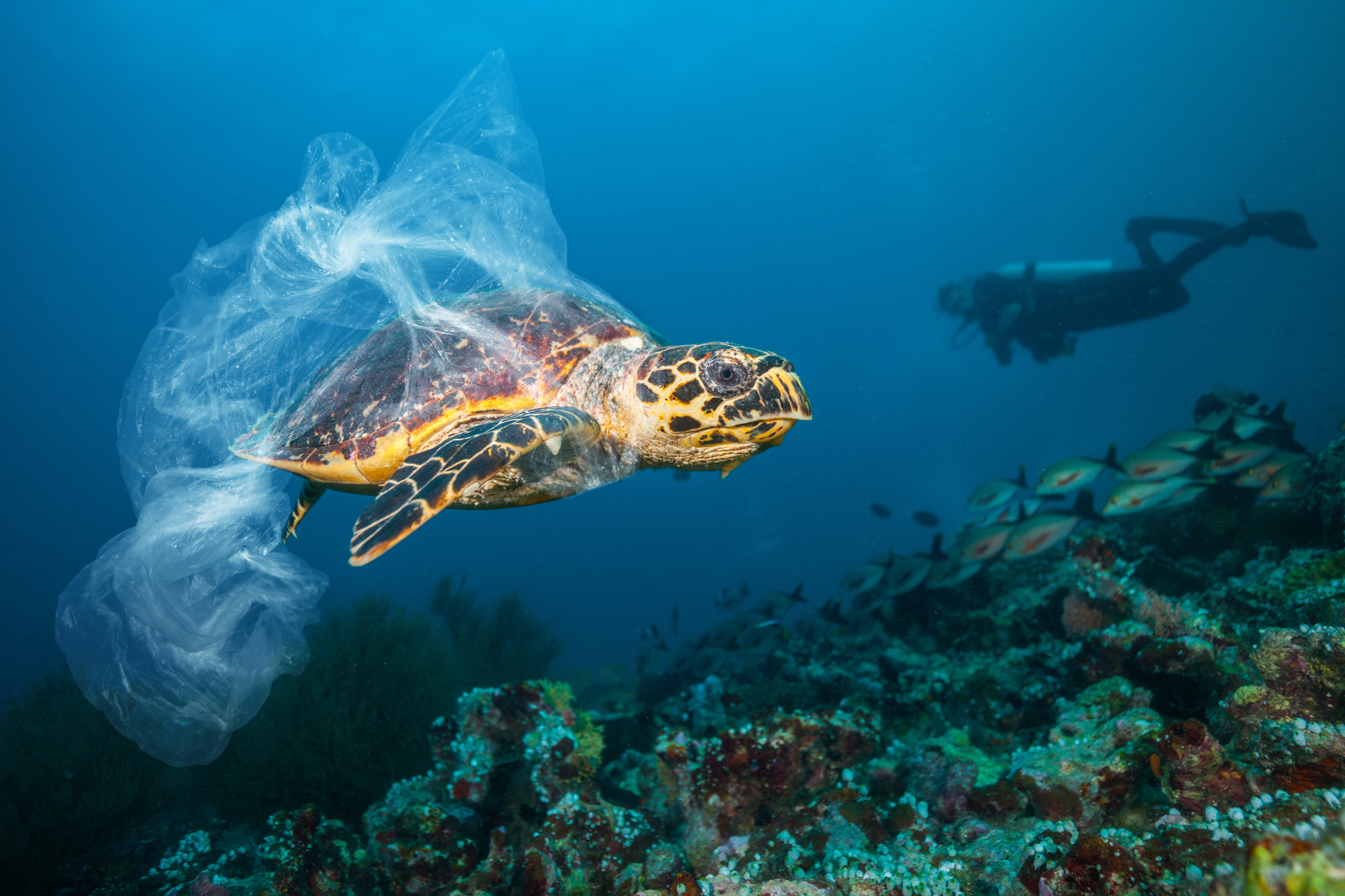 Морские черепахи едят пластик, потому что он пахнет едой