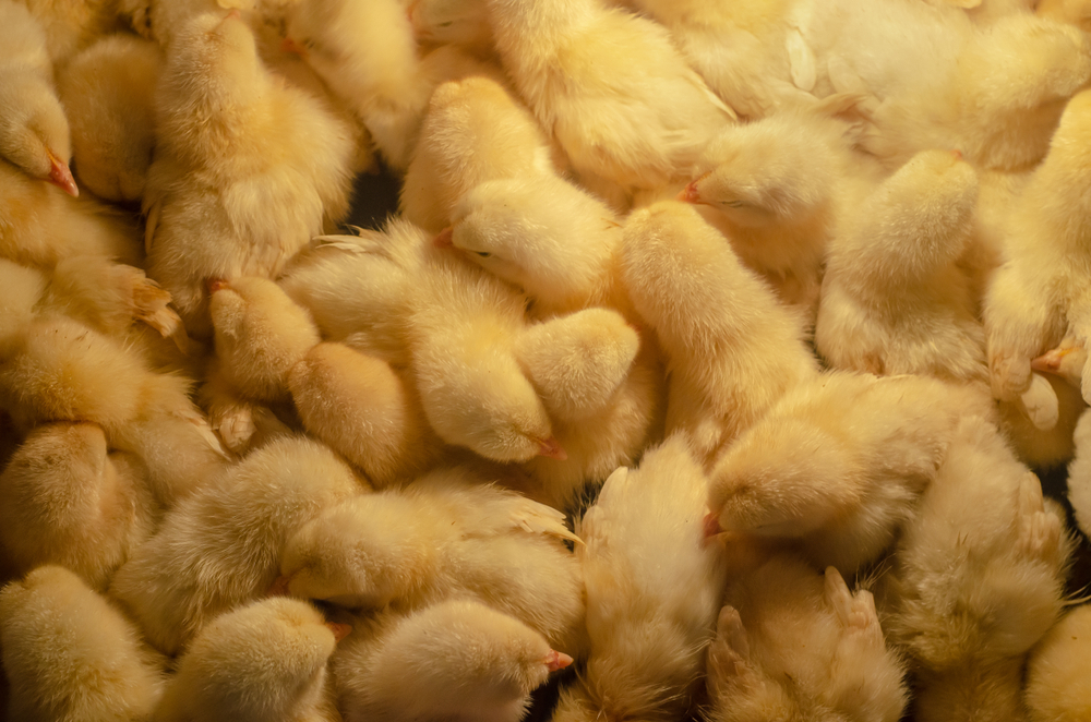 Франция планирует запретить отбраковку цыплят к концу 2021 года
