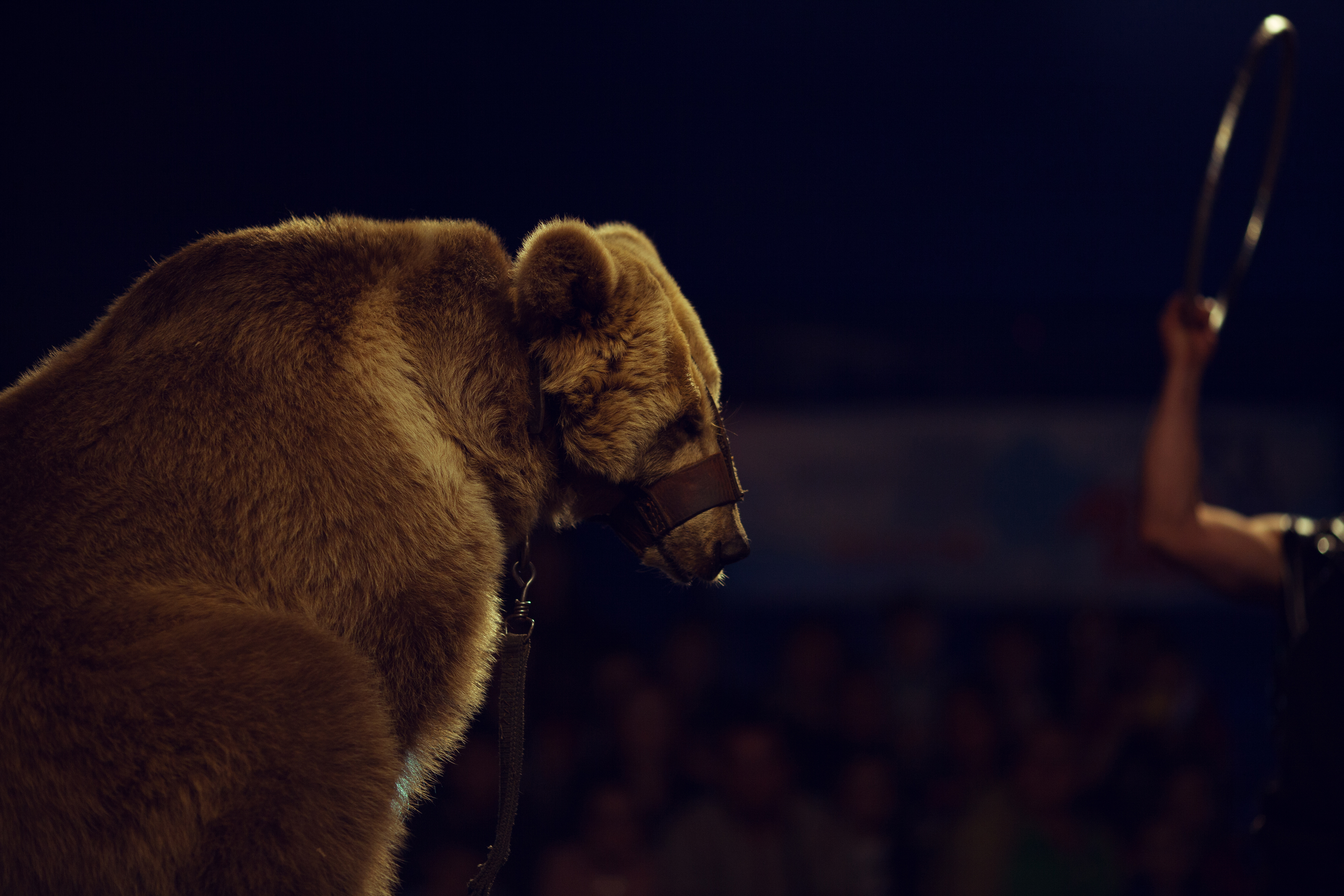 Скрытая съёмка показывает, как в цирке «Tangier Shrine» жестоко заставляют животных выполнять трюки