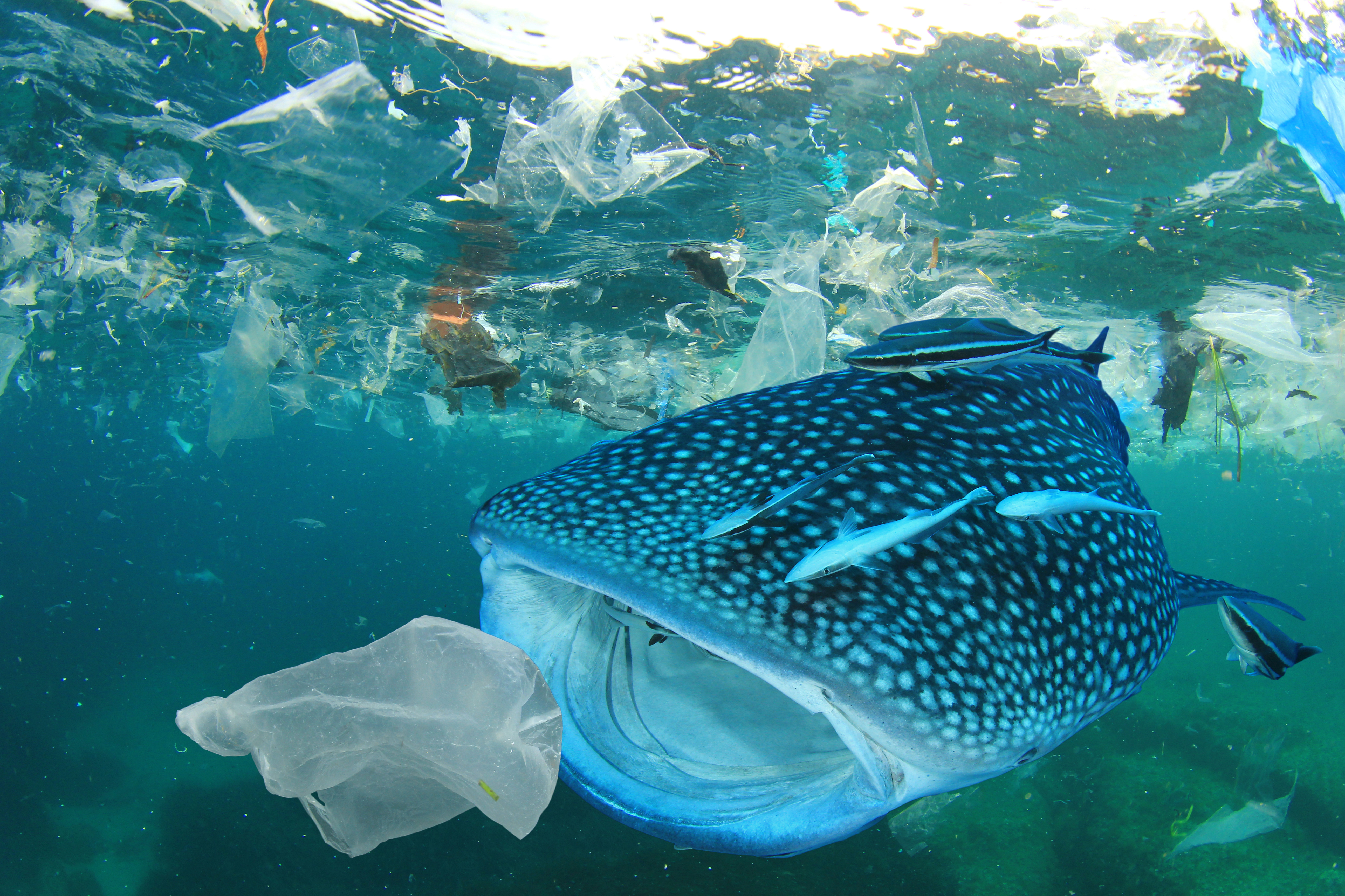 Как пластик вредит окружающей среде и сколько его в океане