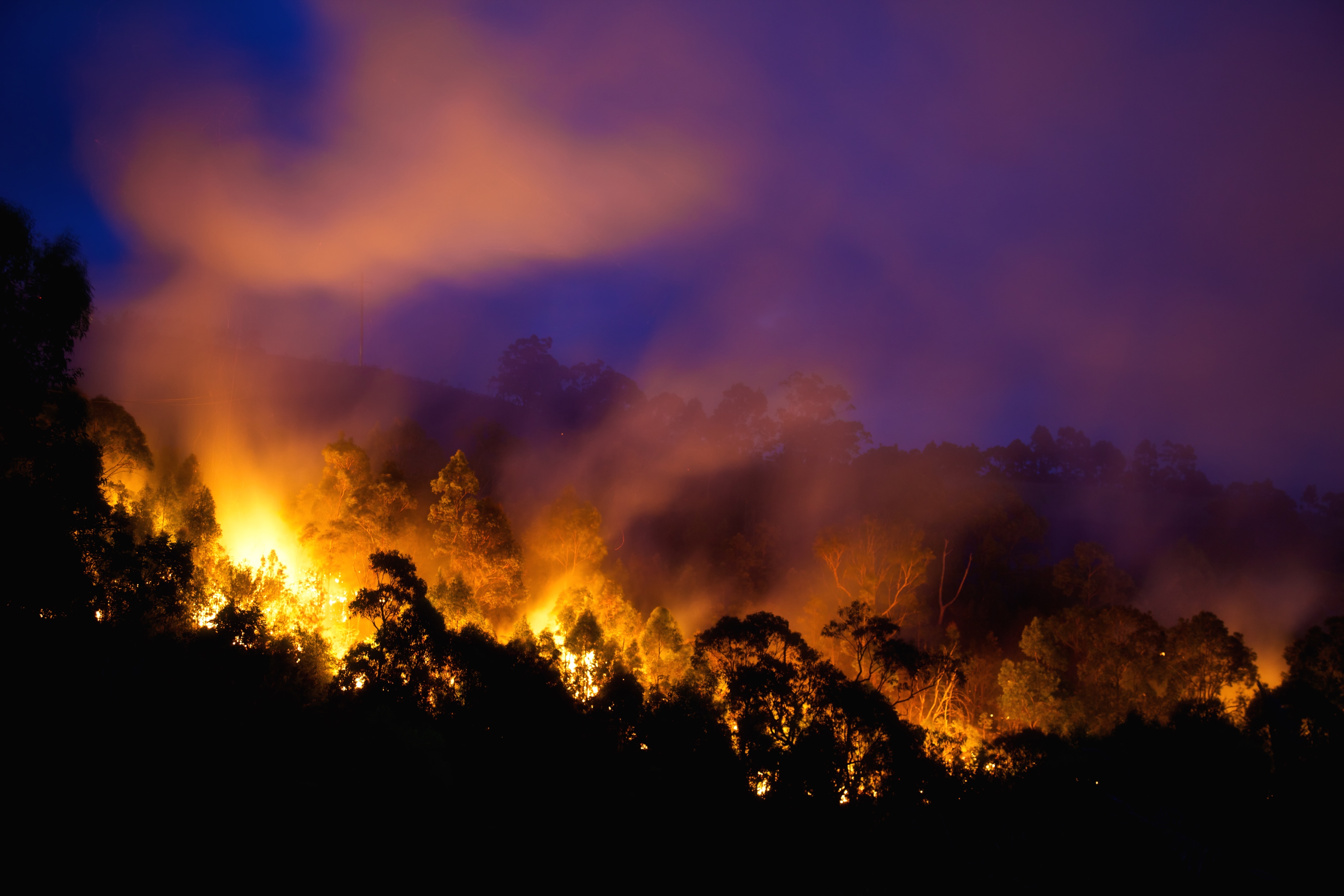 Пинк обещает сделать 500 000 $ пожертвование на борьбу с лесными пожарами в Австралии