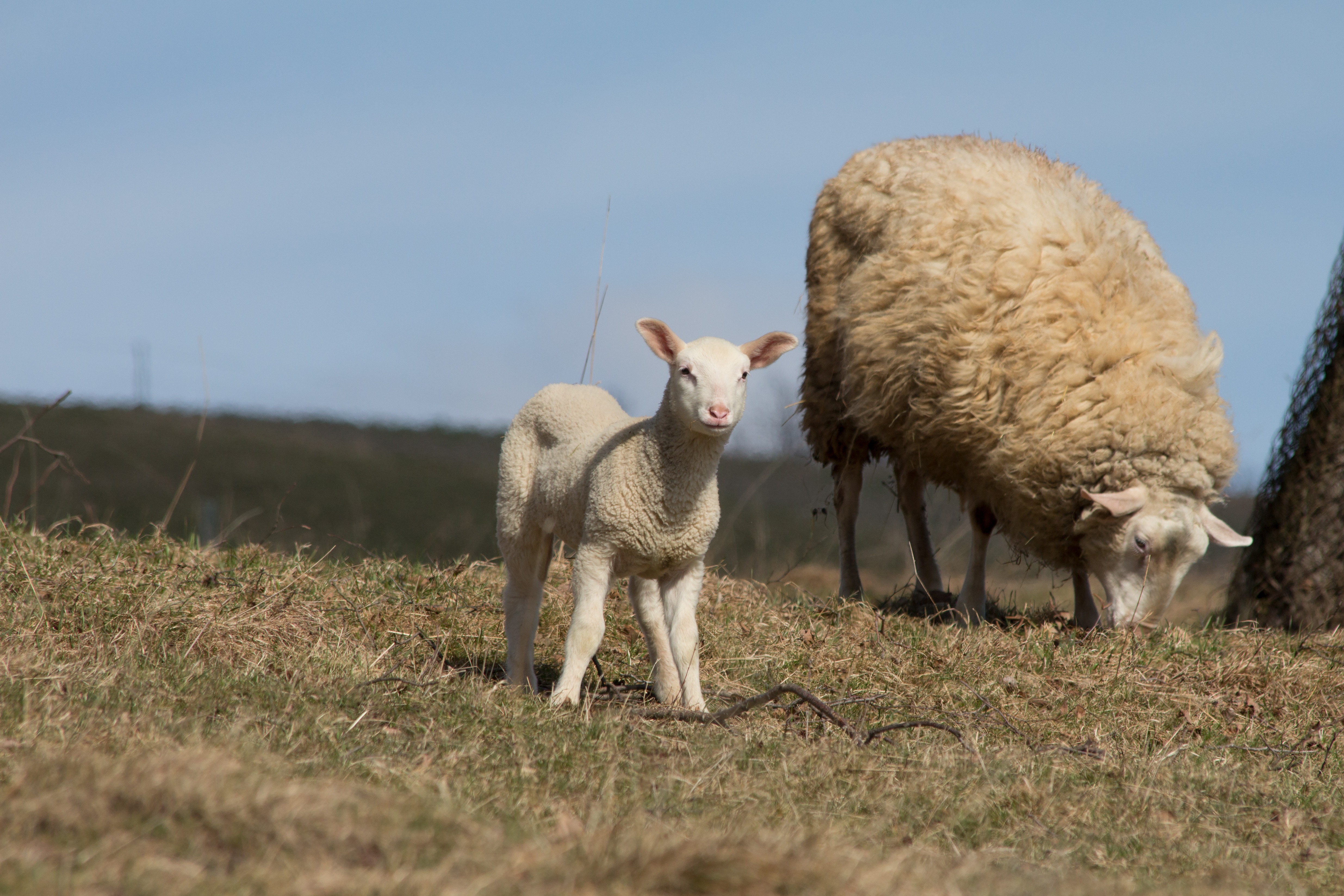 Овцеводство: за кулисами шерстяной промышленности